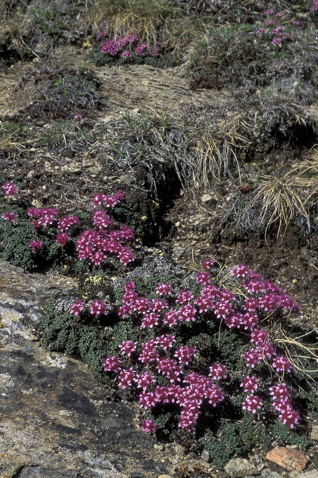 Photo Maurizio Broglio - Saxifraga retusa subsp. augustana
